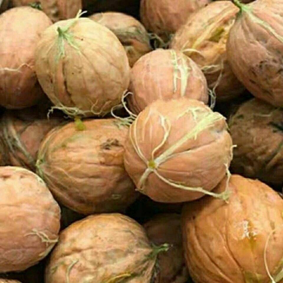 大凉山新鲜核桃去青皮湿核桃手剥新黑桃薄皮生核桃2025年现摘青