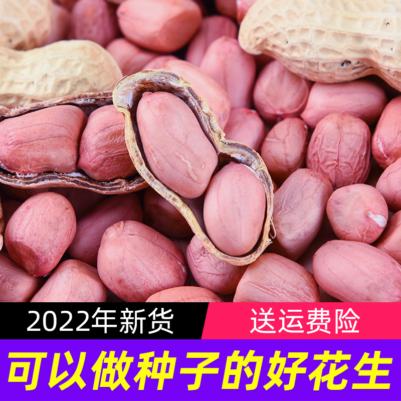 3生花生带壳晒干2022年新鲜干花生种子高产薄壳种籽红皮新货米生新