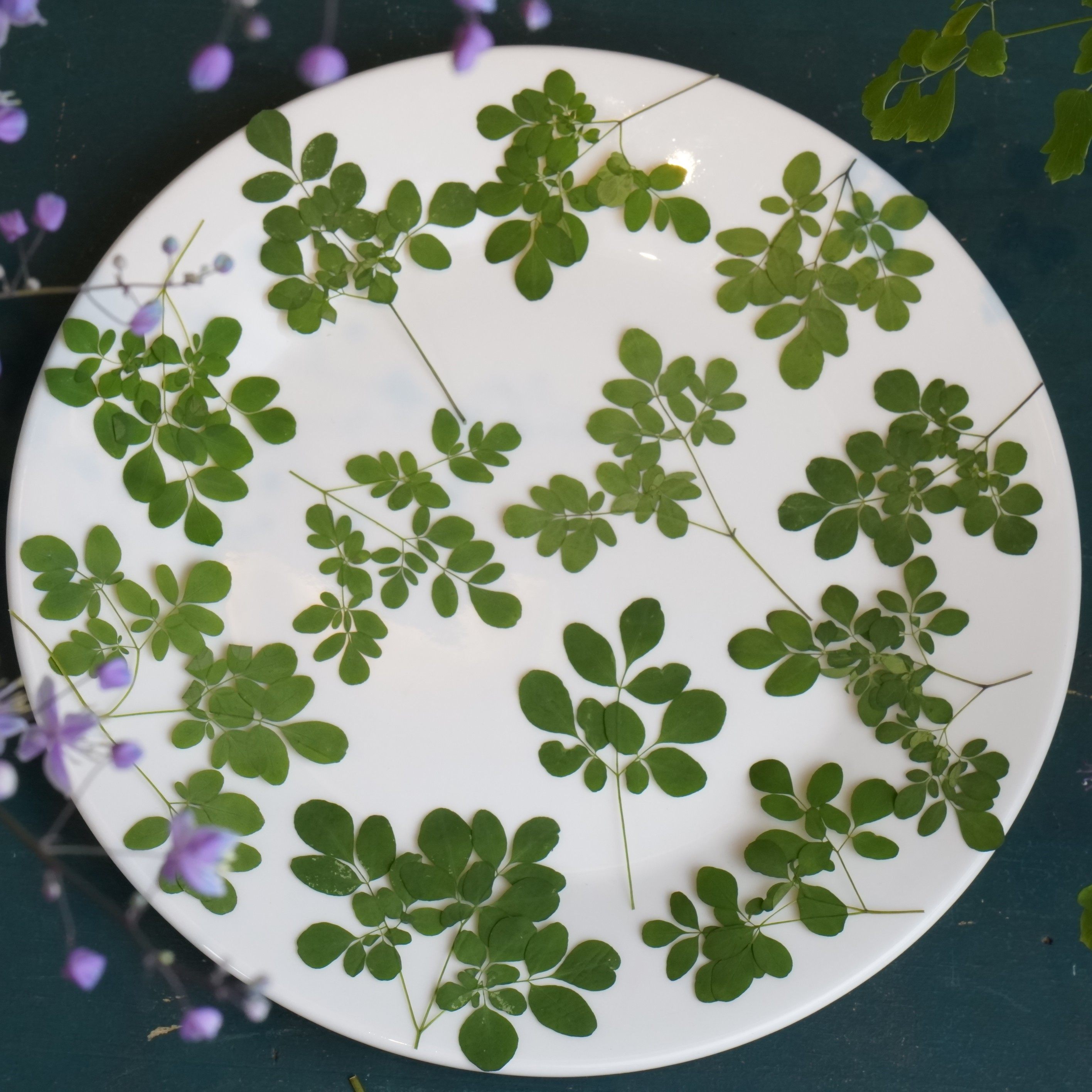 森系松风草云南押花干花植物标本滴胶花艺diy手工教学写真花贴