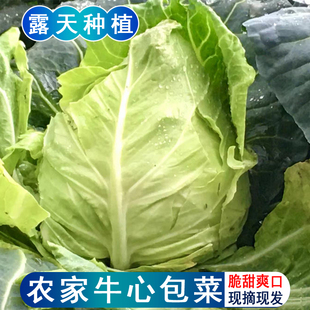 四川新鲜蔬菜牛心白菜农家现摘尖头卷心菜露天手撕包包菜结球甘蓝