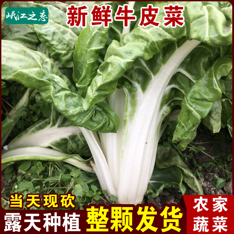 农家自种厚皮菜新鲜 瓢儿菜四川农村菜园牛皮菜新鲜蔬菜3斤装包邮