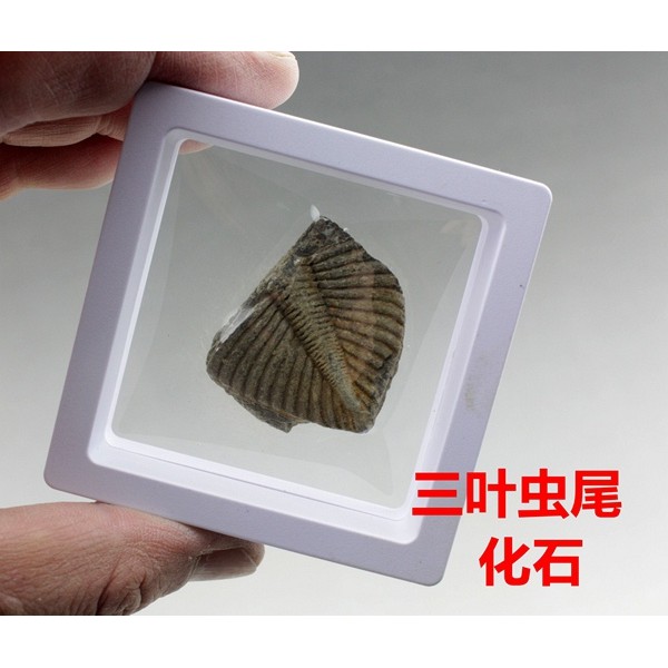 2026天然三叶虫真化石标本尾古生物化石教学科普礼物陨石矿石菊石