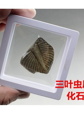 2026天然三叶虫真化石标本尾古生物化石教学科普礼物陨石矿石菊石