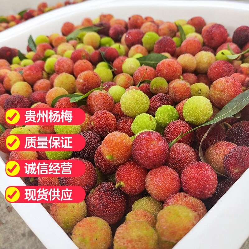 杨梅鲜果泡酒专用贵州新鲜小杨梅青红杨梅当季水果