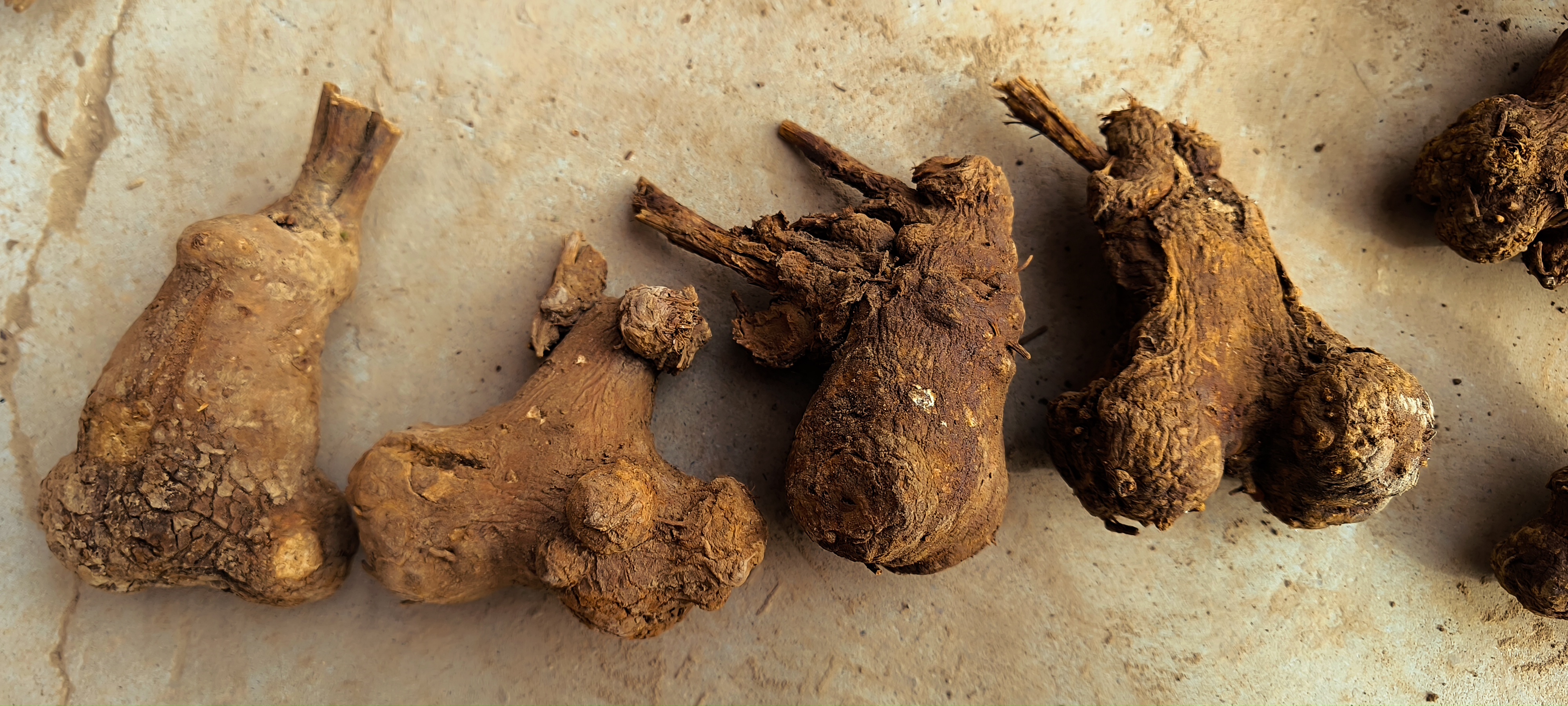 土法火炕烤白术无硫干货原生态正宗天然野生原生态3年浙白术包邮