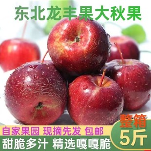 东北龙丰果大秋果当季新鲜沙果小苹果非海棠果特产晒果干包邮 胖