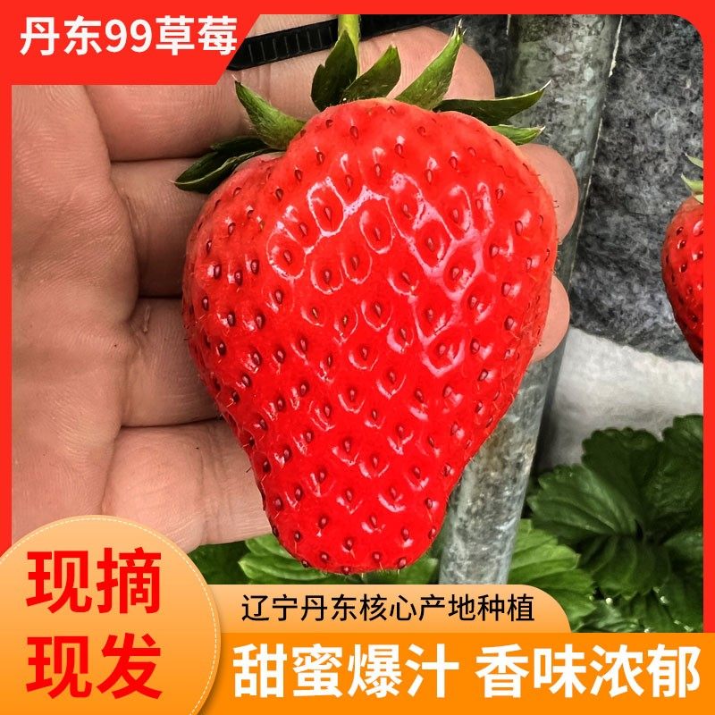 现货秒发丹东99草莓当天现摘先发牛奶草莓红颜新鲜应季空运包邮