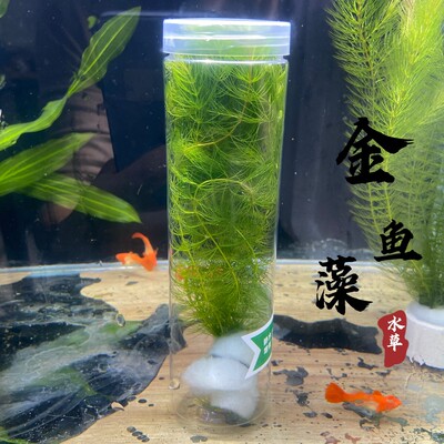 【金鱼藻】阴性水草新手无需种植鱼缸造景小鱼躲避繁殖古法养鱼绿