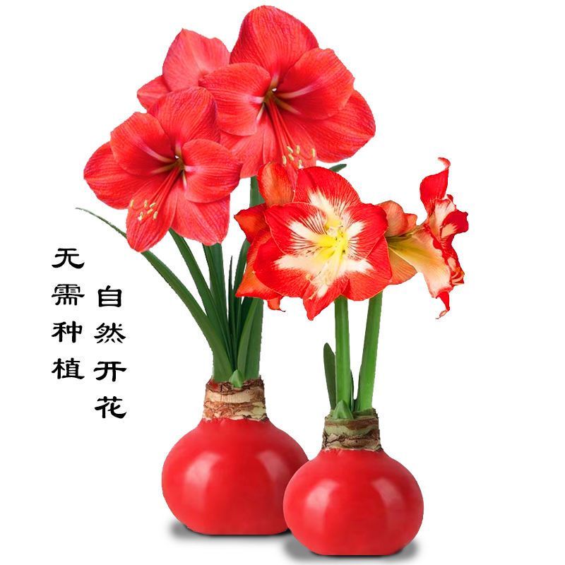 朱顶红蜡球种球花卉室内装饰无水无土开花年宵花蜡封送人送礼精选