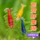 观赏虾活体水族草缸淡水虾鱼缸除藻清洁虾樱花极火黑壳红琉璃虾壹