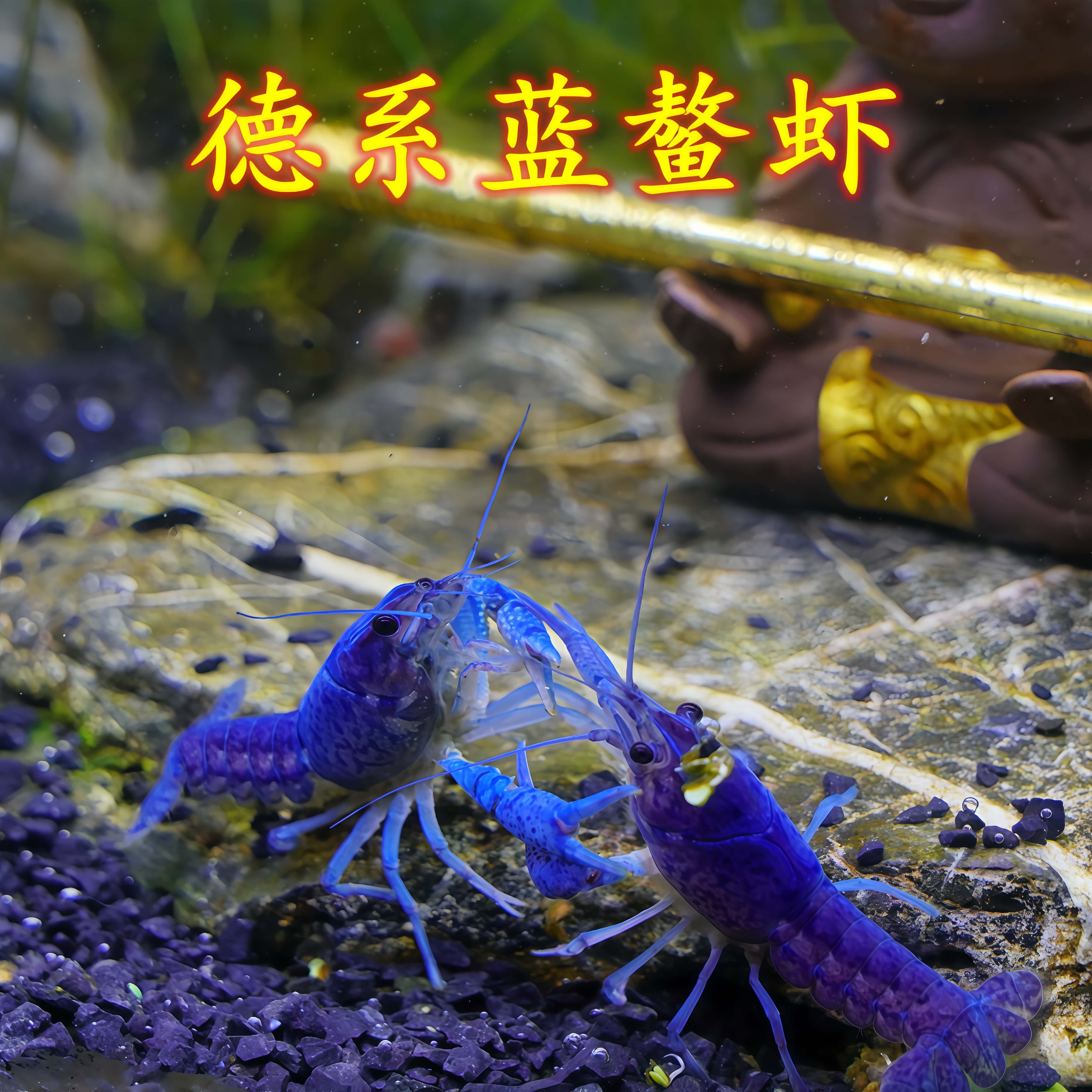 观赏鳌虾水族活体宠物虾火山天空蓝魔虾淡水大型蓝色小龙虾苗龙纹