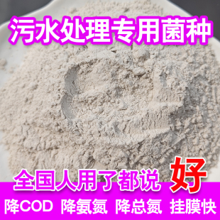 污水处理菌种浓缩好氧强化菌厌氧菌COD氨氮总氮硝化菌复合菌剂降