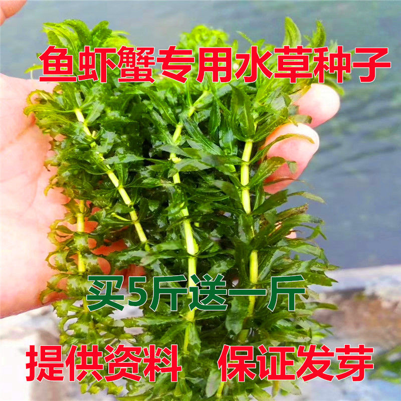 伊乐藻吃不败水草小龙虾养殖专用吃的草鱼塘水池淡水净化水质植物