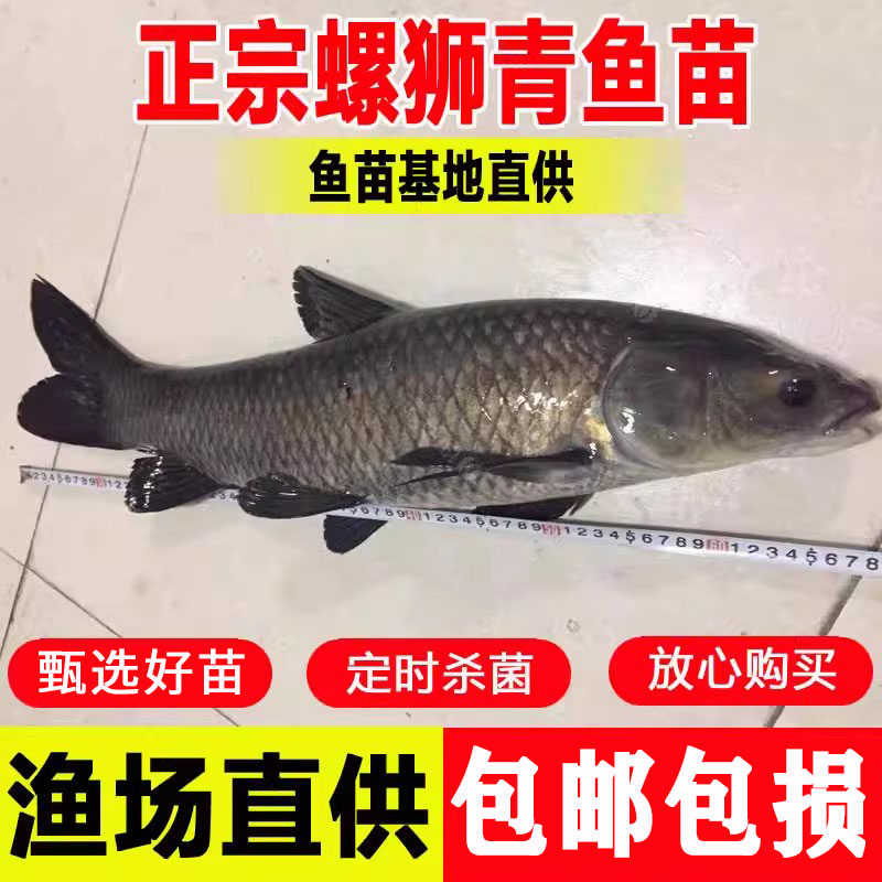 弥翠园螺蛳青淡水养殖食用青鱼苗
