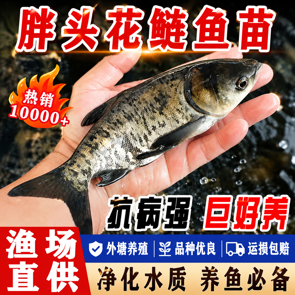 花鲢鱼苗淡水养殖食用四大家鱼冷水净化水质鲢鳙鱼苗胖头鱼大头鱼