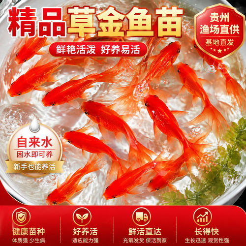 冷水鱼小型鱼缸观赏鱼好养耐活鱼