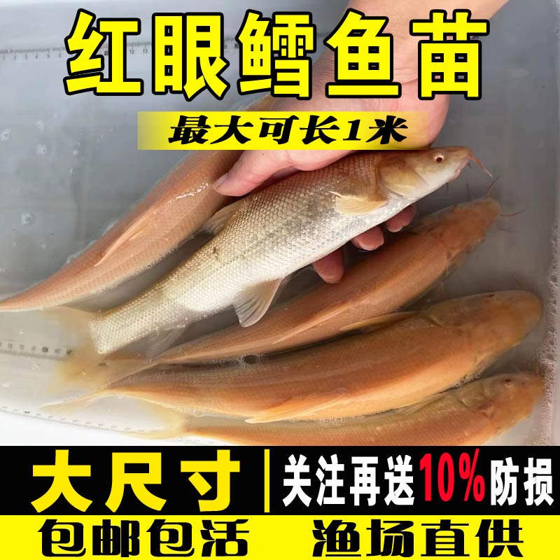 黄化鳕鱼苗招财龙黄金鳕鱼大磷鲃