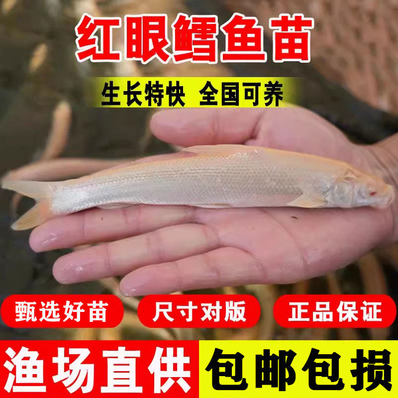 黄化鳕鱼苗招财龙黄金鳕鱼淡水好养殖观赏赤目大磷鲃鱼红眼鳕鱼苗,宠物/宠物食品及用品,鱼,淘宝优惠券,粉丝福利购,淘宝优惠卷