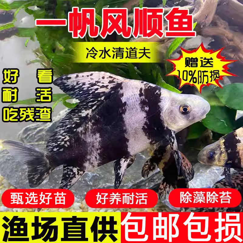 一帆风顺美人鱼缸清洁工具胭脂鱼