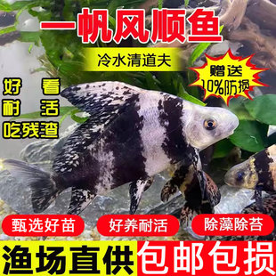 胭脂鱼苗淡水养殖一帆风顺美人鱼冷水清道夫鱼缸清洁工具观赏鱼