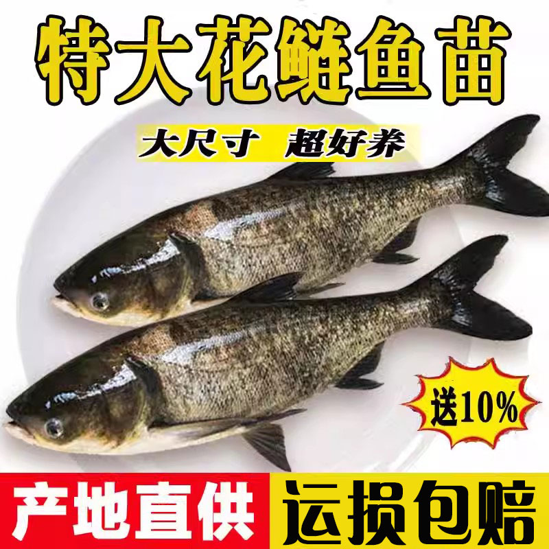 花鲢鱼苗淡水好养殖半斤鲢鳙鱼苗胖头鱼鳊鱼四大家鱼雄鱼大头鱼苗
