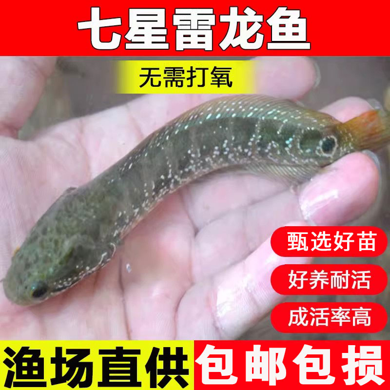 冷水淡水观赏珍珠雷龙七星鱼月鳢
