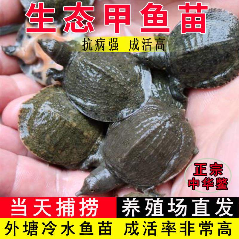 小甲鱼幼苗活体外塘生态养殖水鱼苗王八团鱼苗龙鱼中华鳖鱼甲鱼苗怎么看?