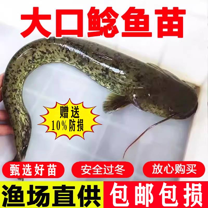 弥翠园大口鲶鱼苗批发食用易养殖图片