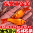 红草金鱼苗批发淡水家好养耐活小型锦鲫鲤新手闯鱼缸冷水鱼观赏鱼