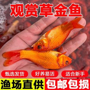 红草金鱼苗批发淡水家好养耐活小型锦鲫鲤新手闯鱼缸冷水鱼观赏鱼