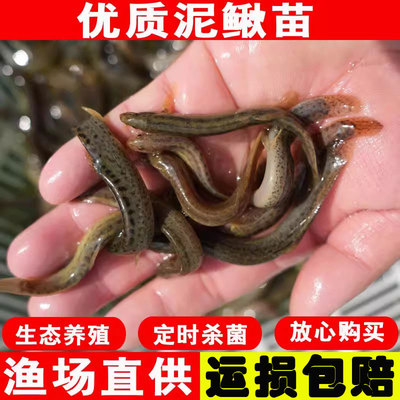 淡水筏钓台湾泥鳅苗龙鱼饲料包邮