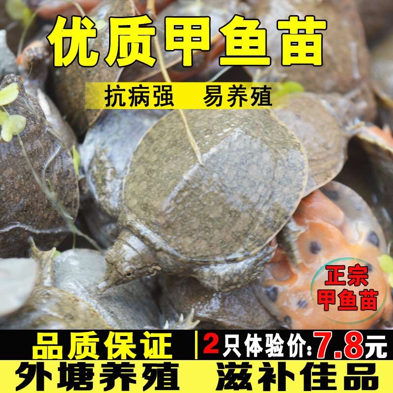 甲鱼活鱼苗外塘养殖中华鳖鱼乌龟王八团鱼水鱼苗龙鱼饲料小甲鱼苗-封面