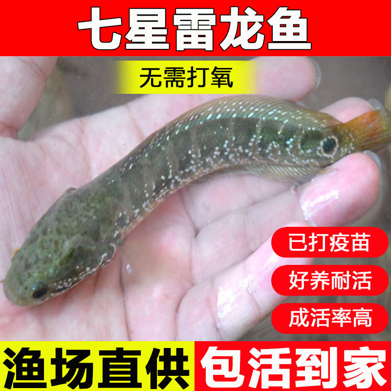 冷水淡水观赏珍珠雷龙七星鱼月鳢