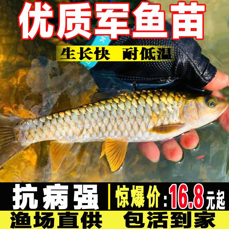 军鱼苗淡水养殖食用活体黄娟鱼苗青竹鲩鱼苗河石坚鱼苗倒刺鲅鱼苗