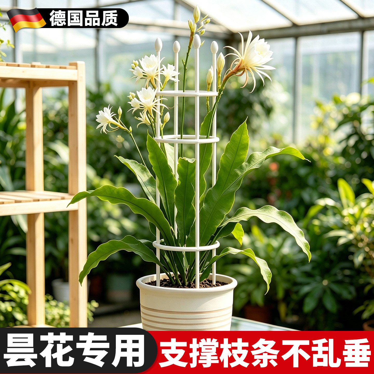 昙花专用支架植物花卉支撑架图片