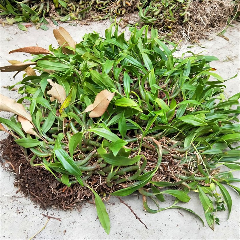 金耳环石斛 石豆兰 米斛 单叶石橄榄 石鲜桃 珠岩豆石莲 煲汤