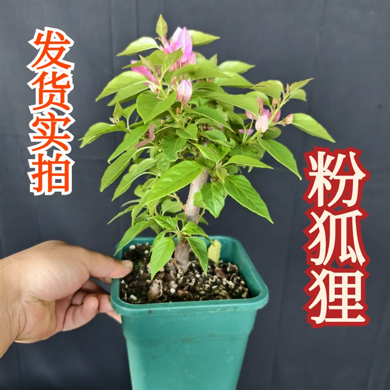 稀有品三角梅四季开花绿红樱带花苞盆栽阳台好养植物