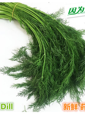 新鲜莳萝 泰国香料 Dill 刁草 土茴香250g 江浙沪皖5件包邮
