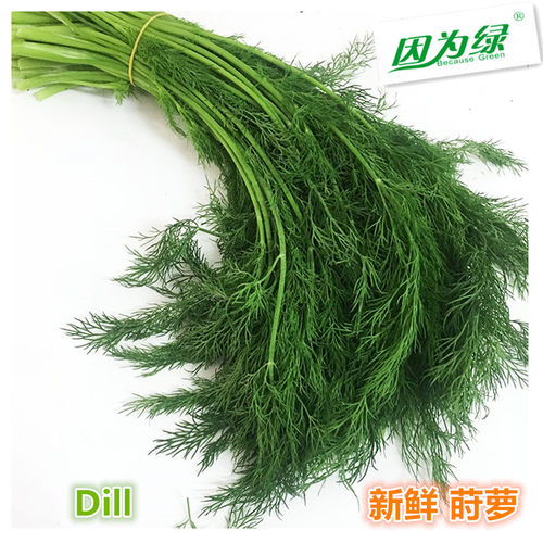 新鲜莳萝泰国香料dill江浙沪皖