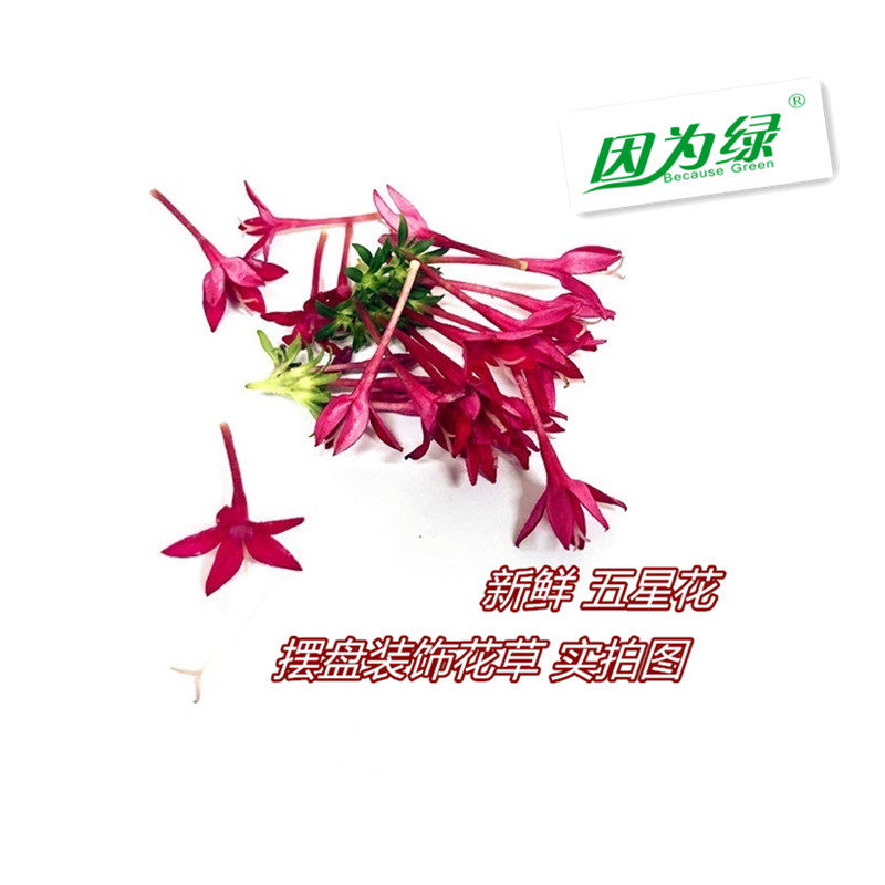 新鲜装饰花草 五星花 盒装 江浙沪皖5盒包邮