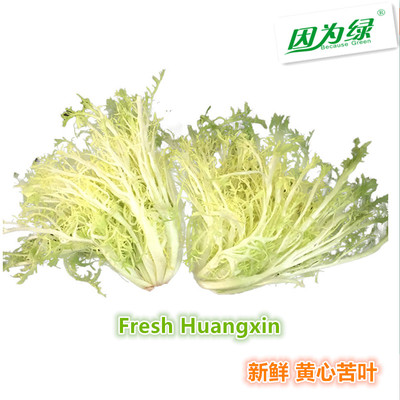 新鲜蔬菜 黄心苦菊 苦叶生菜 沙拉菜 500g 江浙沪皖5件包邮