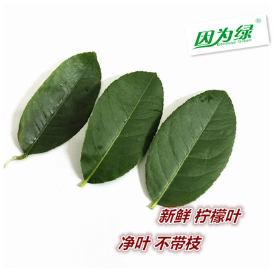 新鲜净叶不带枝柠檬叶调酒摆盘