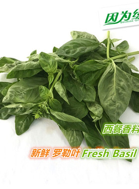 【因为绿】罗勒叶 新鲜食用 Basil 西餐调料 意大利罗勒 可做青酱