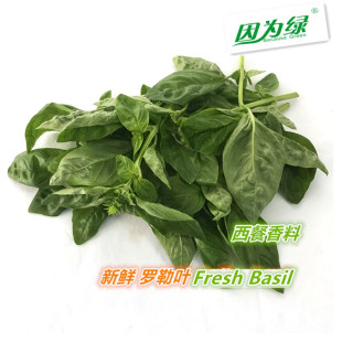 【因为绿】罗勒叶 新鲜食用 Basil 西餐调料 意大利罗勒 可做青酱