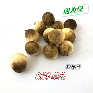 新鲜蘑菇 草菇 新鲜现采现发 500g 江浙沪皖5件包邮