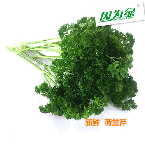 新鲜摆盘香料500g江浙沪皖荷兰芹