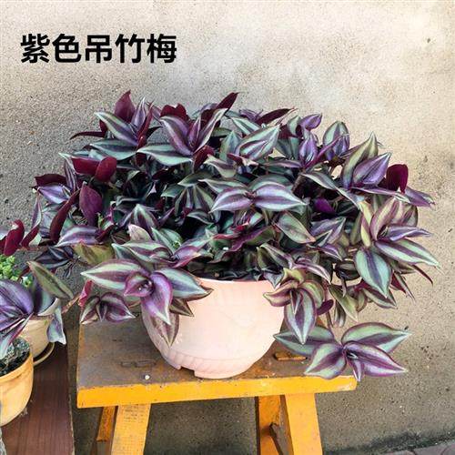 紫叶吊竹梅吊兰绿植盆栽垂吊爬藤花卉室内桌面客厅观叶植物鸭舌草