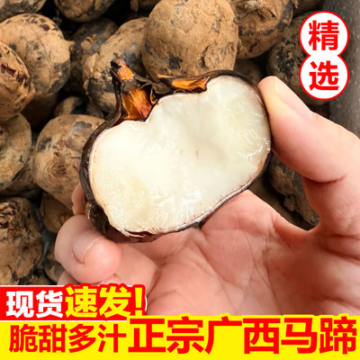 现挖广西马蹄3斤大果，脆甜多汁