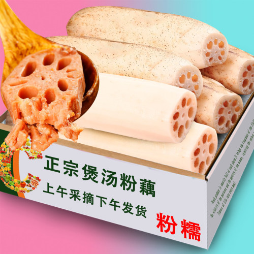 正宗洪湖莲藕新鲜现挖糯米藕煲汤粉糯炖汤湖北特产九孔粉藕红莲藕