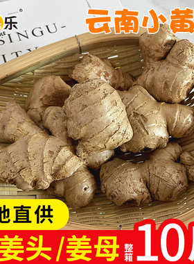云南小黄姜姜母姜种老姜头10斤生姜包邮批发新鲜蔬菜月子黄姜老姜